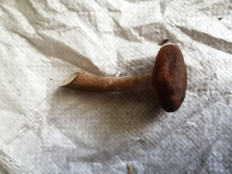 Гриб из Бийск