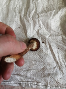 Гриб из Бийск