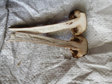 Гриб из Бийск