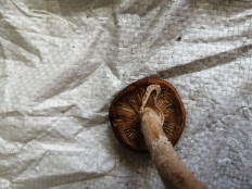 Гриб из Бийск