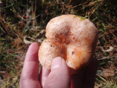 Гриб из Бийск