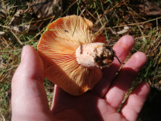 Гриб из Бийск