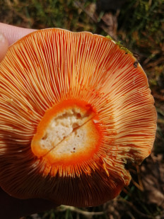 Гриб из Бийск