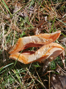 Гриб из Бийск