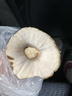 Гриб из Омск