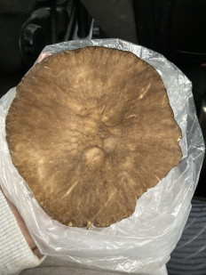 Гриб из Омск