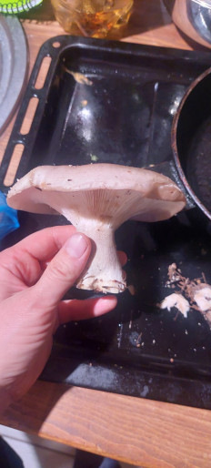 Гриб из Набережные Челны