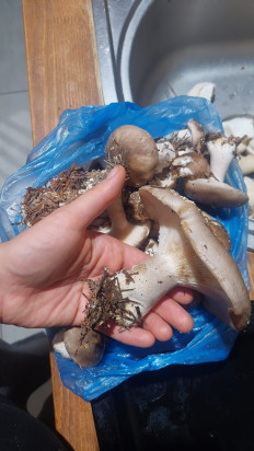 Гриб из Набережные Челны