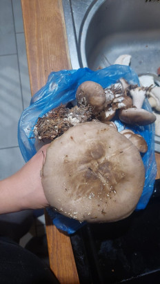 Гриб из Набережные Челны