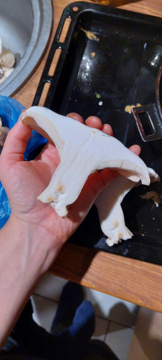 Гриб из Набережные Челны