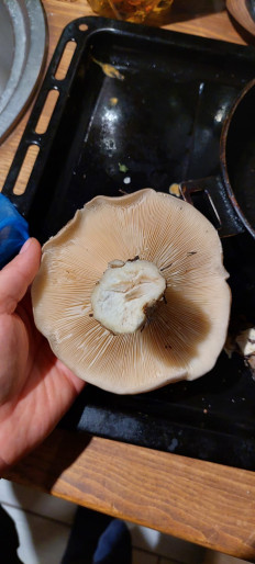 Гриб из Набережные Челны