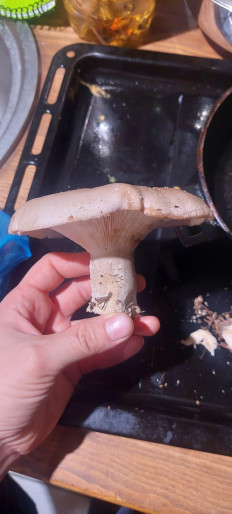 Гриб из Набережные Челны