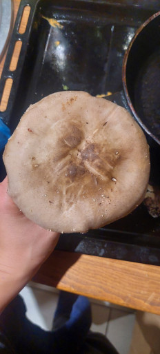 Гриб из Набережные Челны