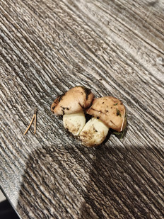 Гриб из Ставрополь