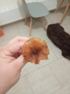 Гриб из Москва