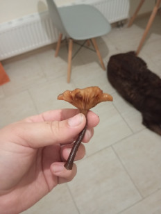 Гриб из Москва