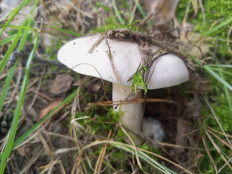 Гриб из Челябинск