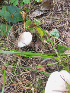 Гриб из Челябинск