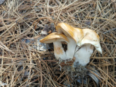 Гриб из Воронеж