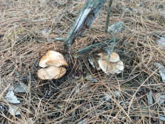 Гриб из Воронеж