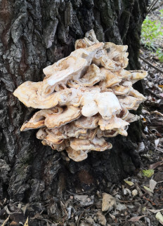 Гриб из Курганинск, Краснодарский край