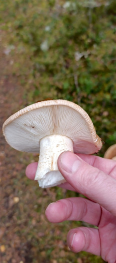 Гриб из Санкт-Петербург