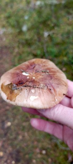 Гриб из Санкт-Петербург