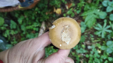 Поплавок желто-коричневый