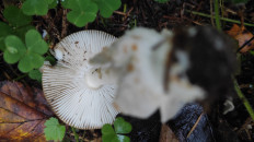 Поплавок желто-коричневый