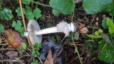 Поплавок желто-коричневый