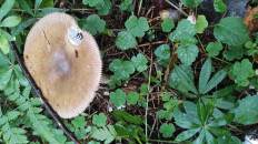 Поплавок желто-коричневый