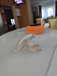 Гриб из Хабаровск