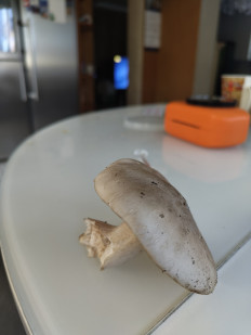 Гриб из Хабаровск