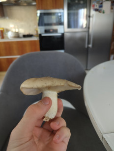 Гриб из Хабаровск