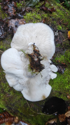 Гриб из Московская область