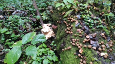 Гриб из Московская область