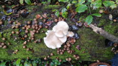 Гриб из Московская область