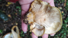 Гриб из Московская область