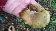 Гриб из Московская область