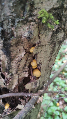 Гриб из Московская область