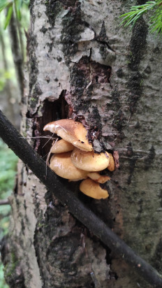 Гриб из Московская область