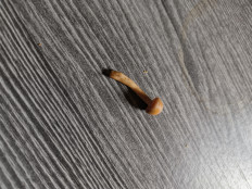 Гриб из Москва