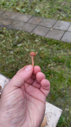 Гриб из Москва