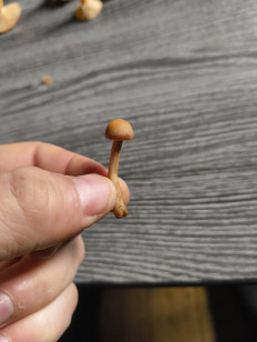 Гриб из Москва