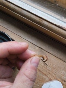 Гриб из Москва