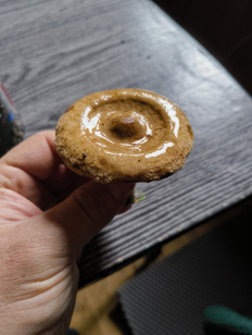 Гриб из Москва