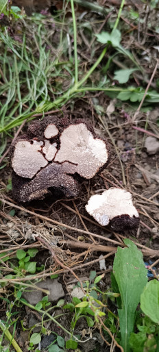 Tuber aestivum - Трюфель летний (Трюфель чёрный русский)