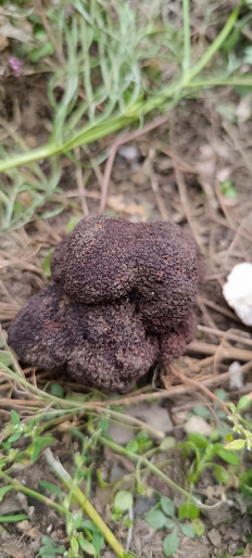 Tuber aestivum - Трюфель летний (Трюфель чёрный русский)