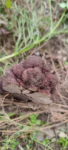 Tuber aestivum - Трюфель летний (Трюфель чёрный русский)