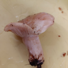 Гриб из Рощино